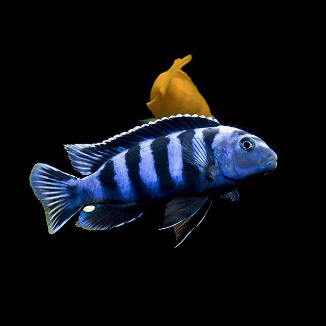 Malawi cichlide